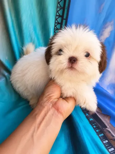 Filhotes de Shih Tzu disponíveis