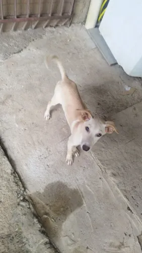 Filhote de cachorro pra adoção responsável