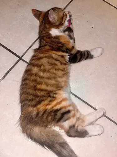 Animal