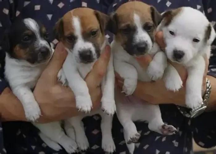 jack russel o cachorro do mascara