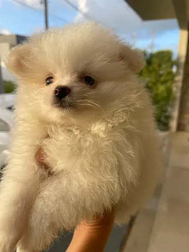 Spitz fêmea Canil Amor de Poms 