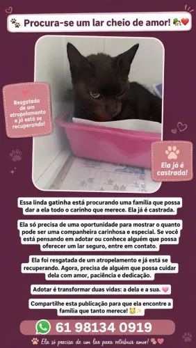 Adoção gatinha fêmea - *ADOTADA*