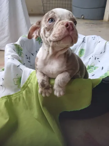 Exótico bully 