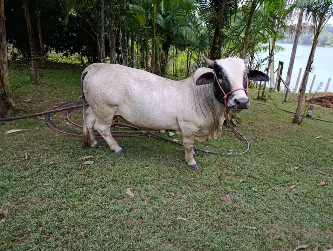 Vendo mini vacas e mini bois .