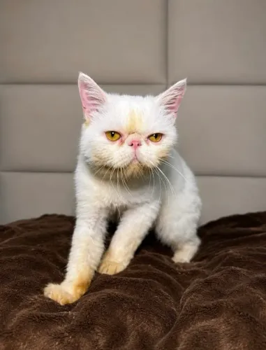 Gato persa 