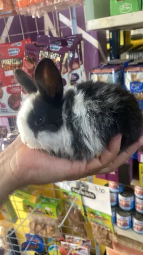 Mini coelho 