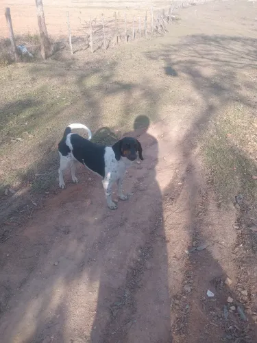 Vendo cachorra americana urrador