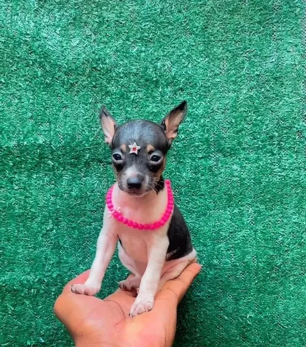 Pinscher Tamanho 0 -Excelente linhagem pedigree