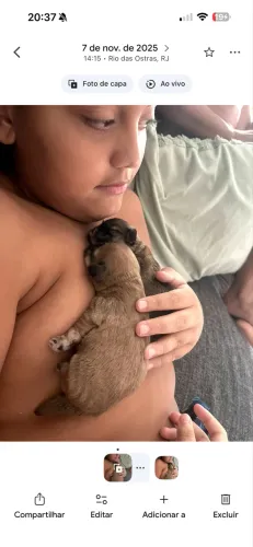 Filhote lhasa Apso