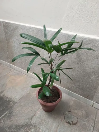 Palmeira Ráfia com 80cm