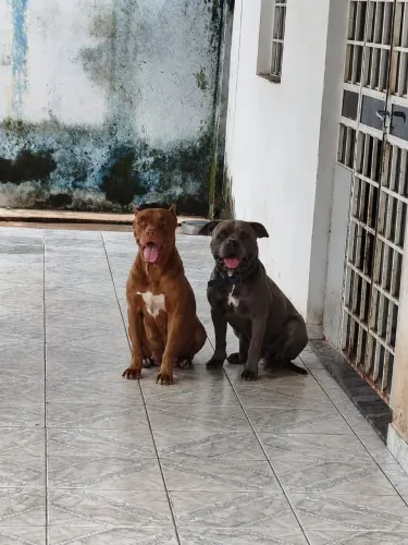 Pit Bull