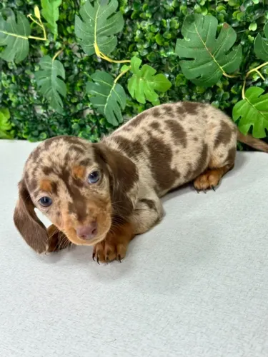FILHOTE DE DACHSHUND ARLEQUIM