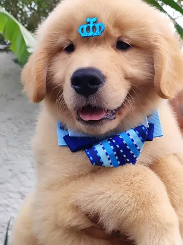 Golden Retriever filhotes com Pedigree