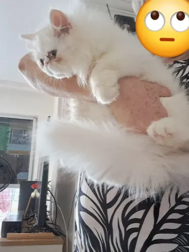 Gato macho persa 