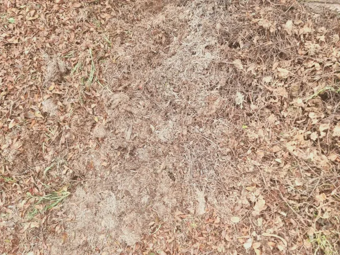 Adubo orgânico de grama e folhas secas