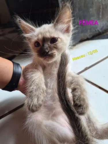 Gatinha para adoção
