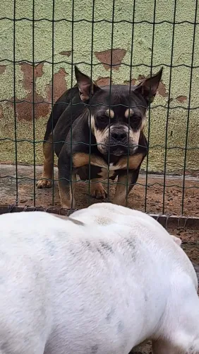 America bully micro blue femea 100%ok de saúde e genético ,  multivo falta de espaço 