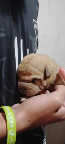 Filhotes Shar pei