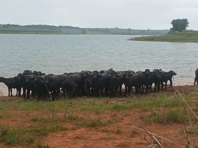 Bufalas leiteiras a venda