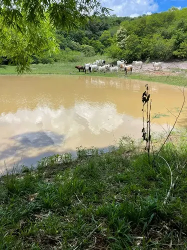 Excelente Fazenda com 126 hectares na região de Pedro velho-RN