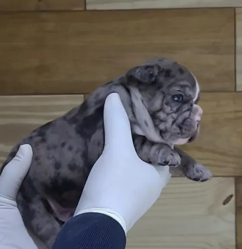 ÚLTIMOS FILHOTES BULDOG FRANCÊS 