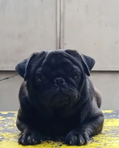 Pug preto padrão Nabuco para cobertura