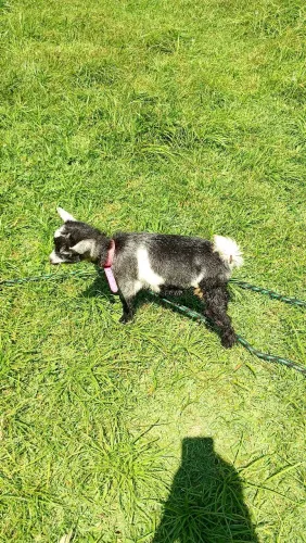 Venda mini cabrito