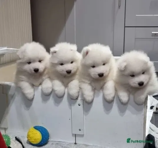 Filhote de cachorro Samoieda companheiro leal dócil e saudável