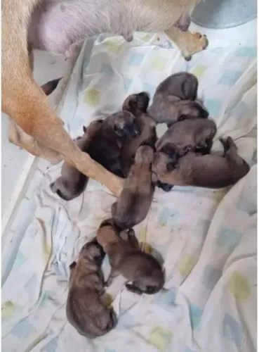 FILHOTES PASTOR MALINOIS