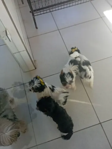 Biewer machinhos coloridos micro até 12 vezes