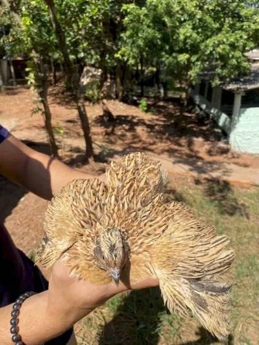 Doação de codornas 