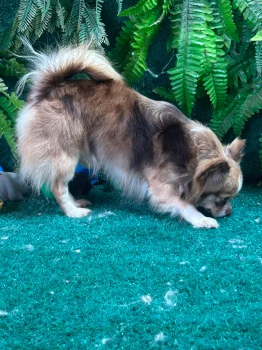 chihuahua macho choco Merlin
