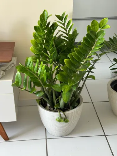 Planta Zamioculca com vaso decorado 
