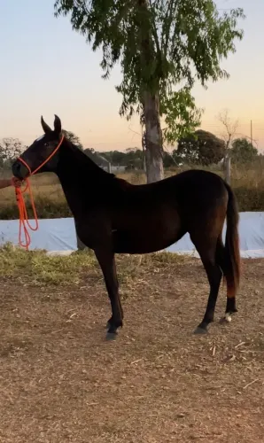 Potra preta de pista registrada