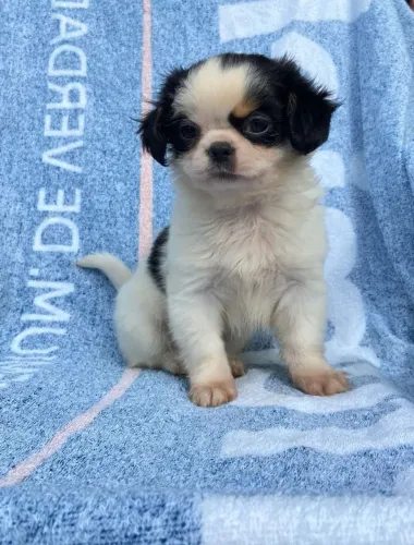 Chihuahua pelo longo macho