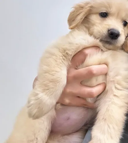 Golden Retriever carinhoso