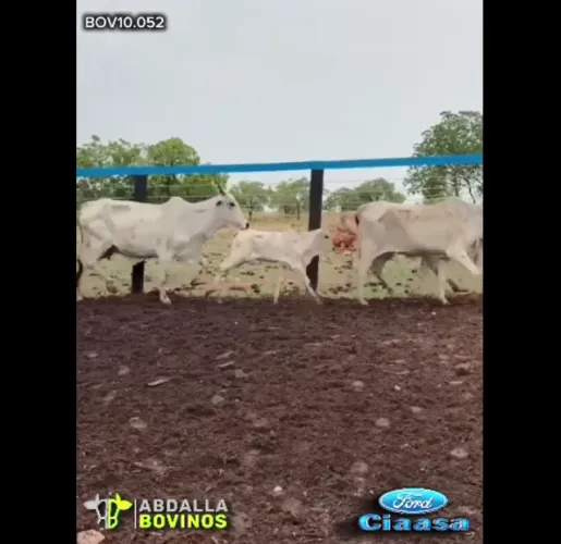 BOV10052 - 60 VACAS PARIDAS E PRENHES - GOIÁS VELHO - GO