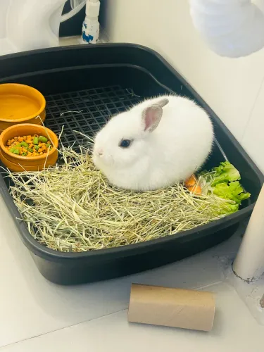 Vendo coelho anão netherland dwarf 