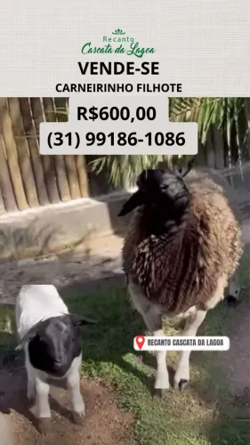 Vendesse Carneirinho 