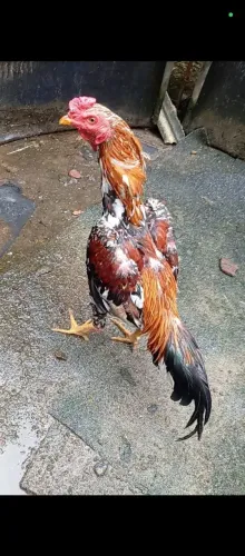 Galos e galinhas de raça