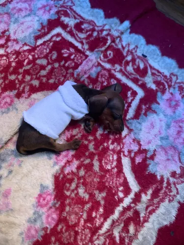 Vendo esse cachorro