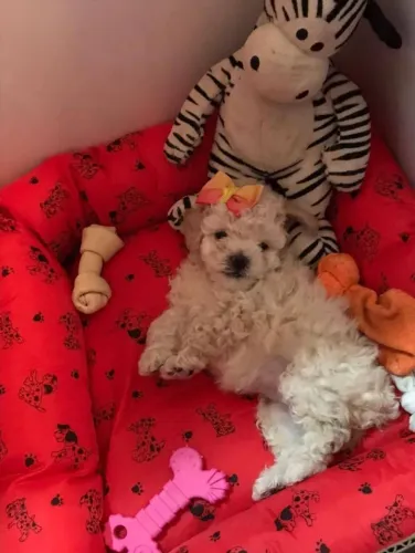 Poodle Fêmea e Macho