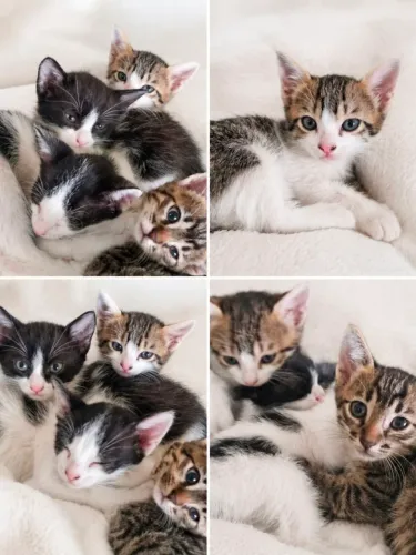 Doa-se lindos gatinhos.