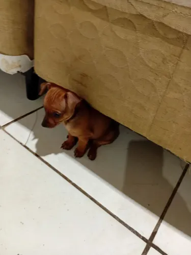 Pinscher macho