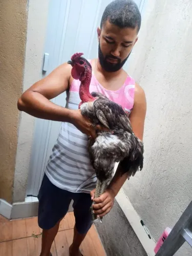 Frango filho de Gigante Negro de Gersey + Índio Gigante 
