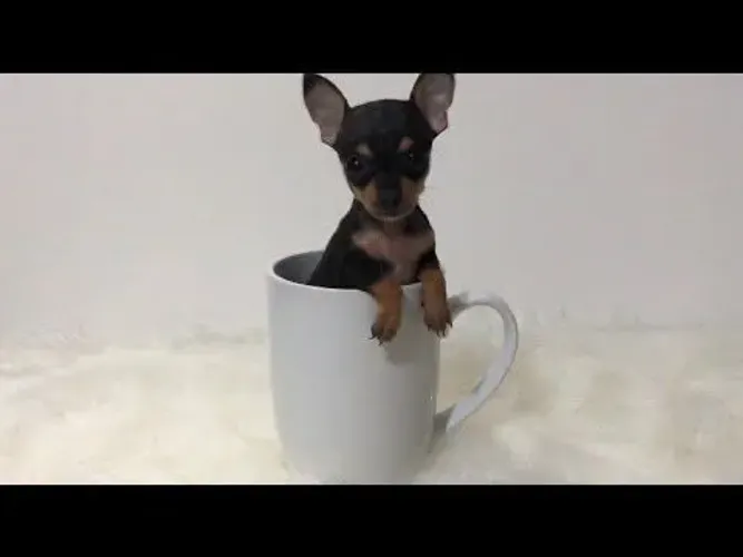 Pinscher machinho disponível 000, muito fofinho!
