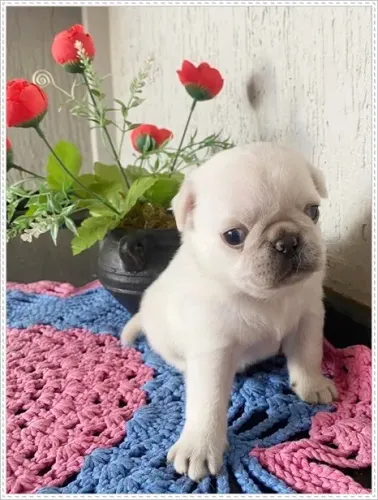 Pug fêmea com pedigree