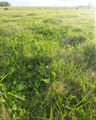 Pasto nativo para gado, animais.