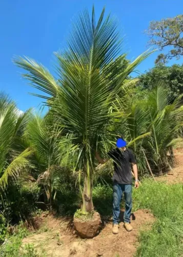 FRUTIFERAS,PALMEIRAS,COCO ANÃO,ORNAMENTAIS