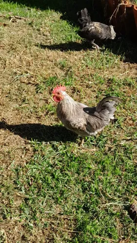 Garnizé